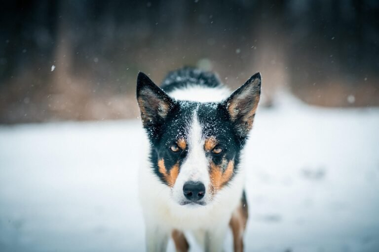 border collie, canine, dog, animal, pet, dog in snow, border collie in snow, winter dog, merle border collie, blue merle, blue merle border collie, dog in winter