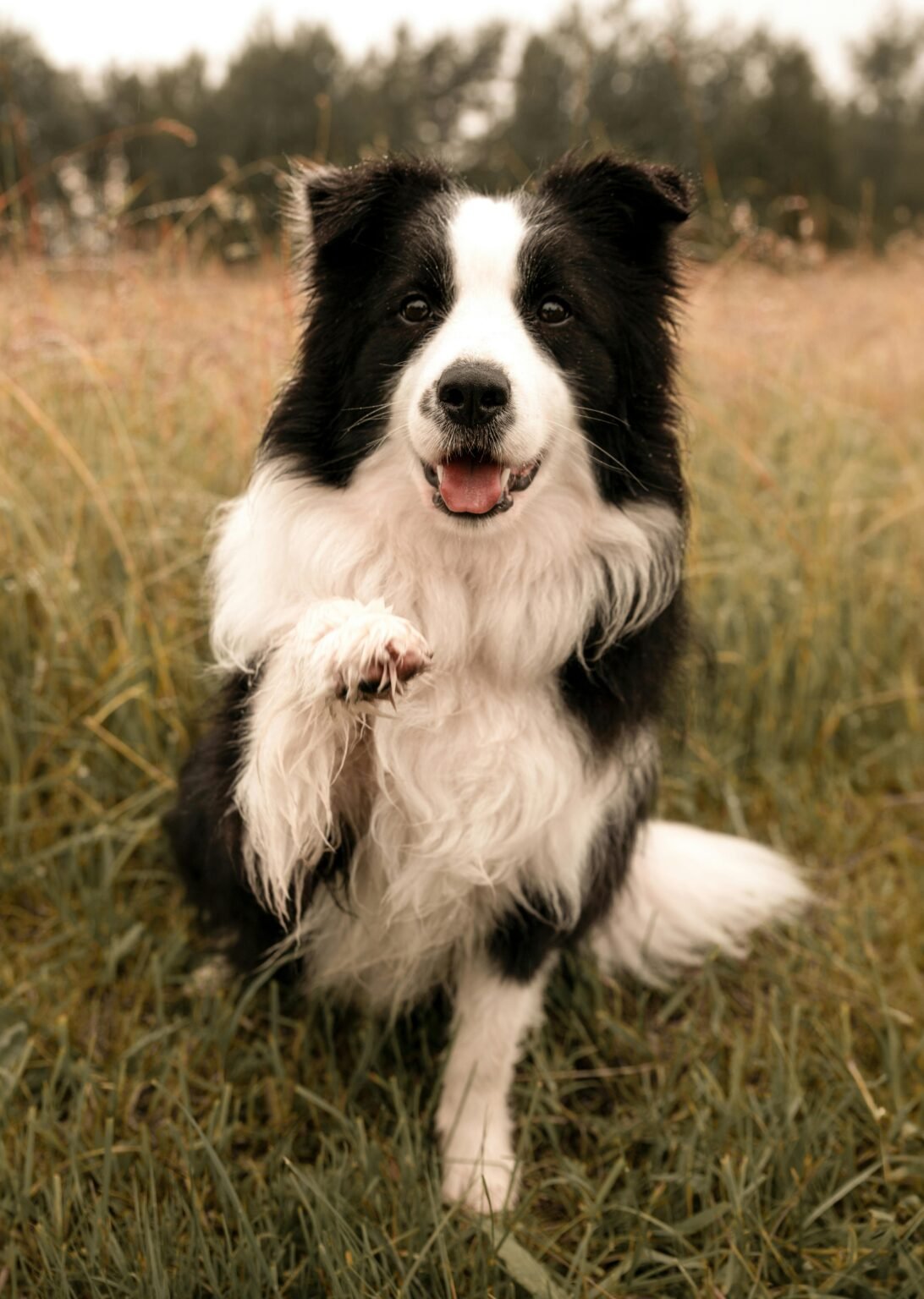 Joyful Border Collie raising paw in a scenic autumn field in Cēsis, Latvia.