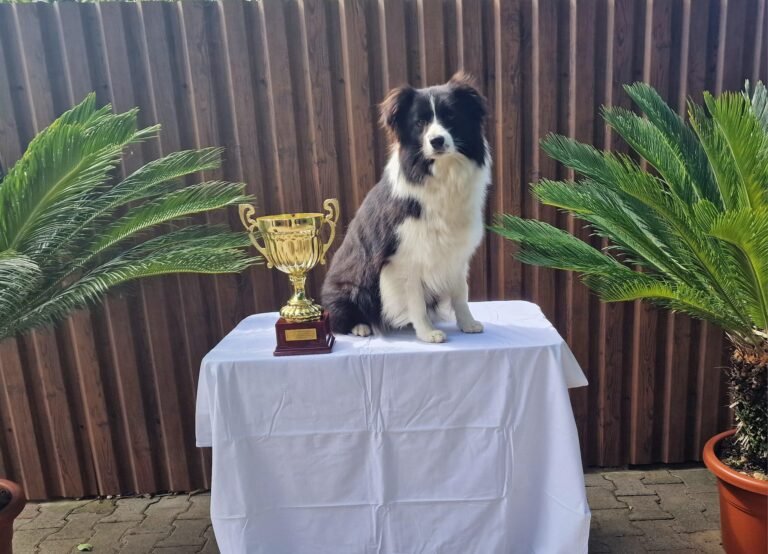 494698066 9533180280062476 2919761842120756418 n (1)