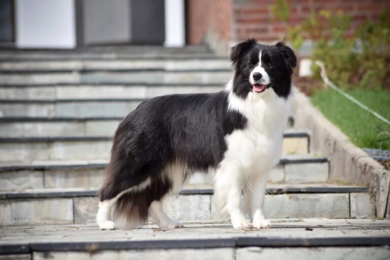 5c47285e a4ae 463b 80b6 e6d61315dcf8