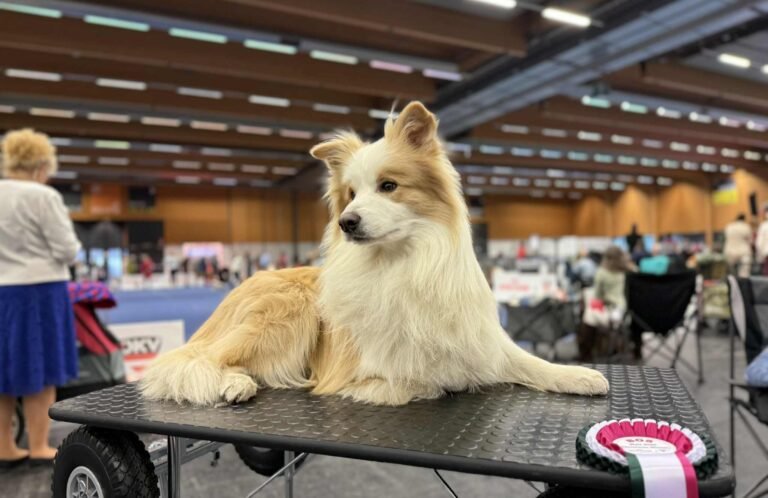 messenger creation a5f7c537 b848 4dc0 856c c7d130ddce21