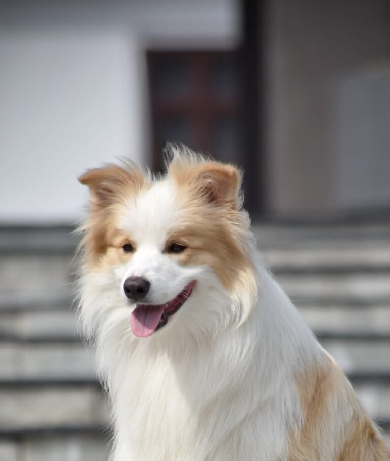 messenger creation c5c134a8 9aa2 4eaa 81fd bd2c0a1fa46d