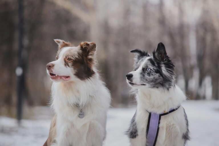 Portrait of two Border Collies in a snowy winter park.