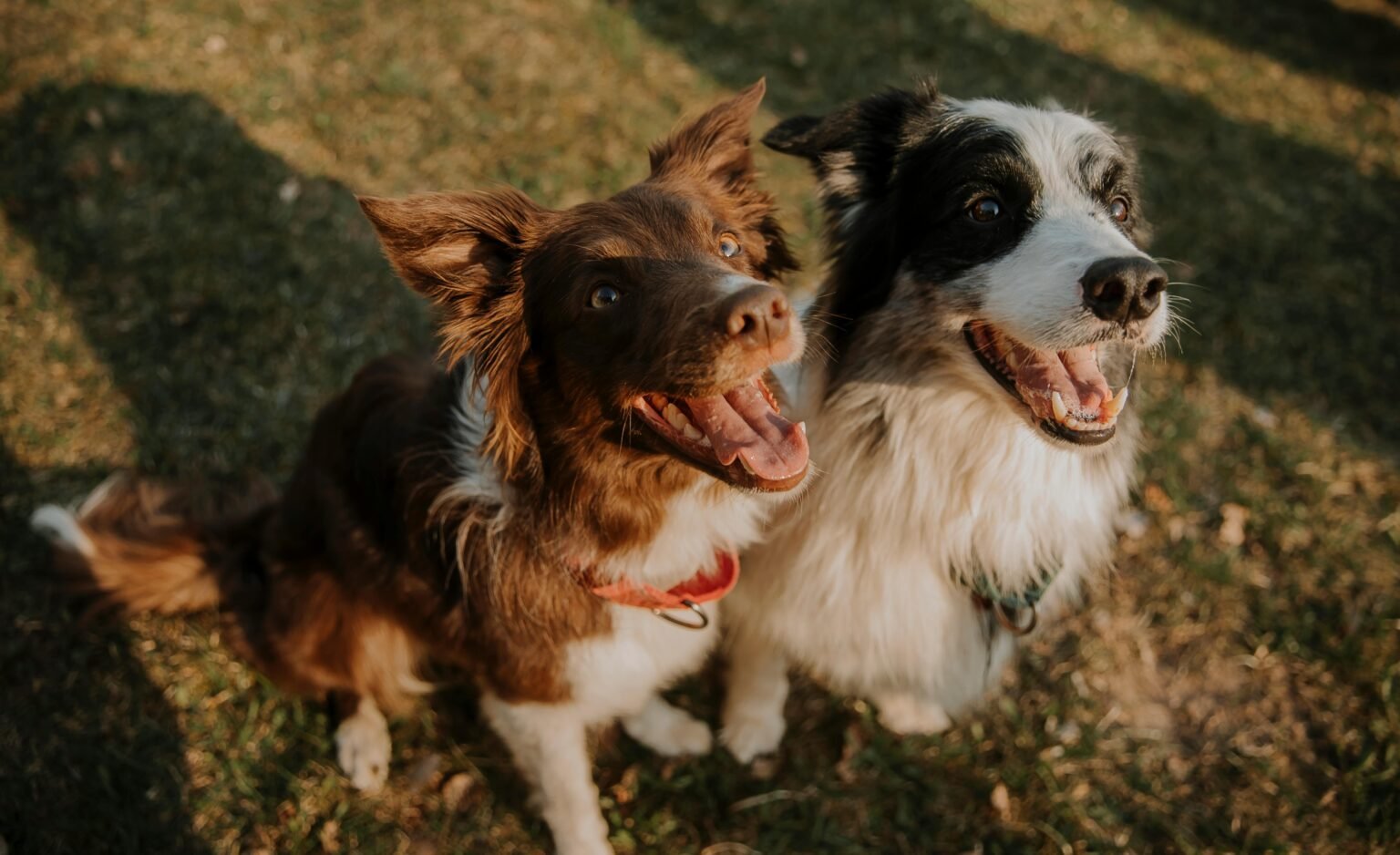 Two playful border collies with joyful expressions in a park setting during daylight.