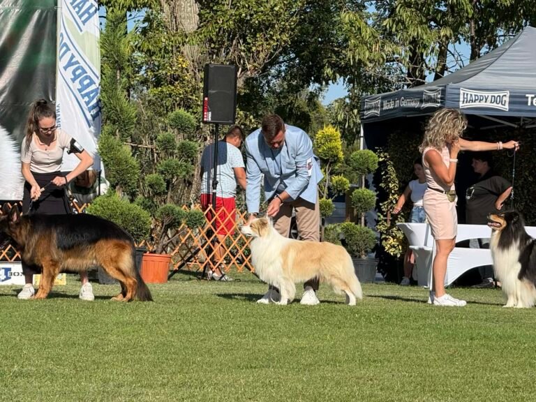 1c70e50f 9386 440a a891 14cf7f658425