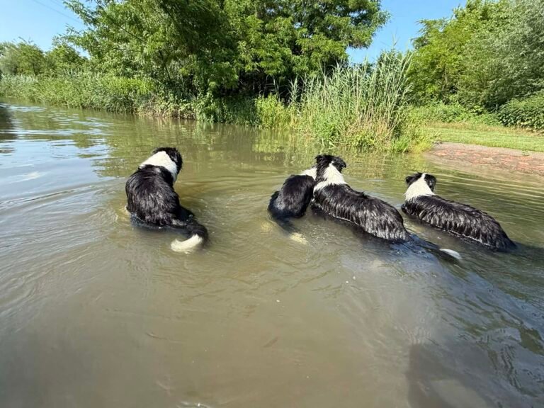 916c56d8 7766 46f6 b8c3 b2a022fbe622