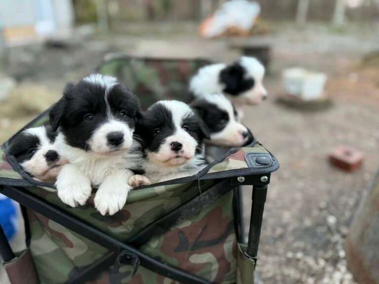 f312c545 f03c 4226 98ba 1181cc766b72